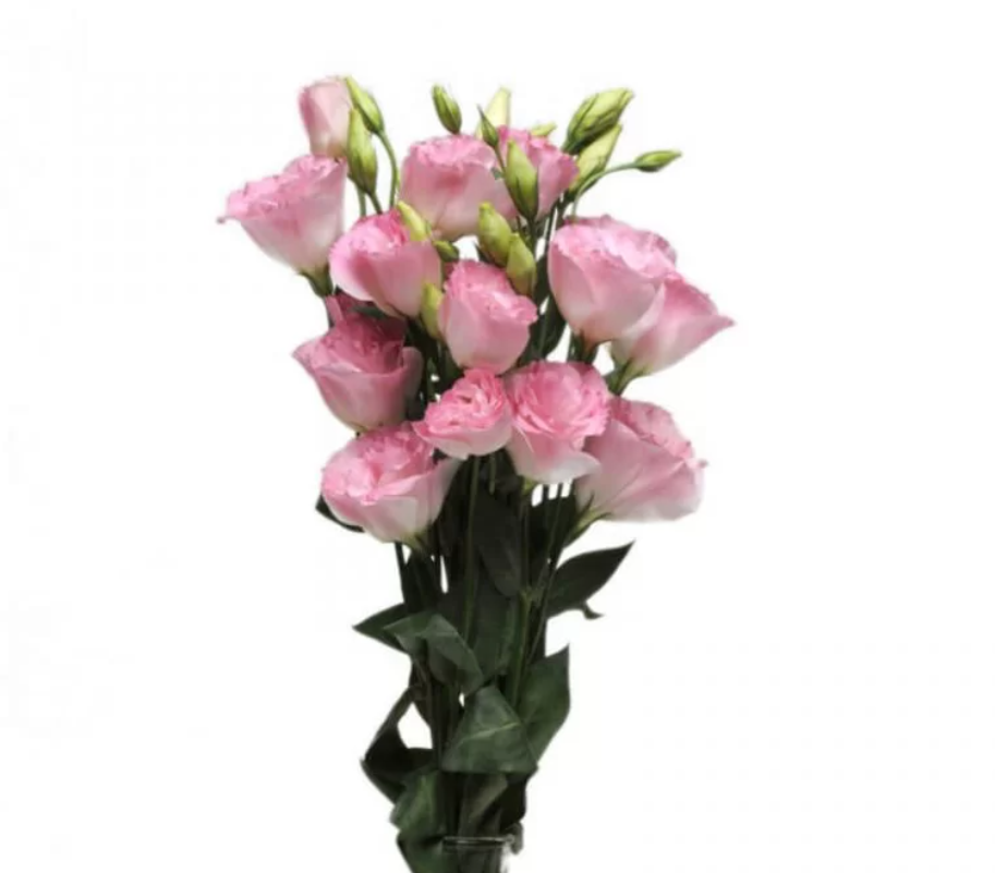 Lisianthus ABC Pink pink 70 A1 FRESH EXCHANGE FZCO Kenya buy wholesale on M-Flowers