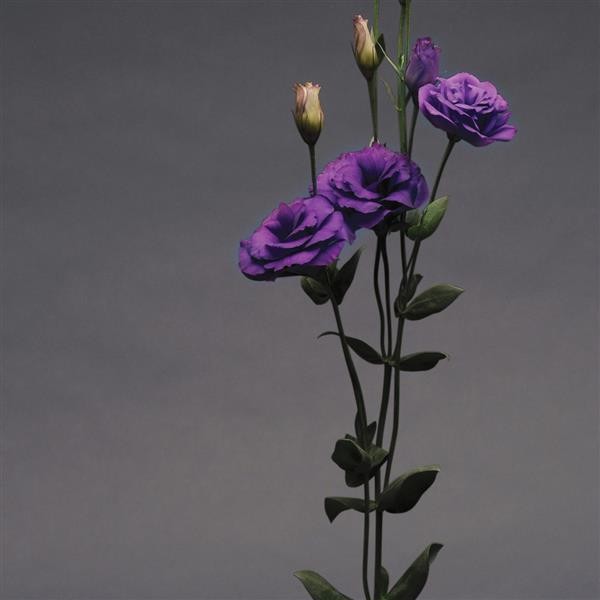 Lisianthus ABC Purple purple 70 A1 FRESH EXCHANGE FZCO Kenya buy wholesale on M-Flowers