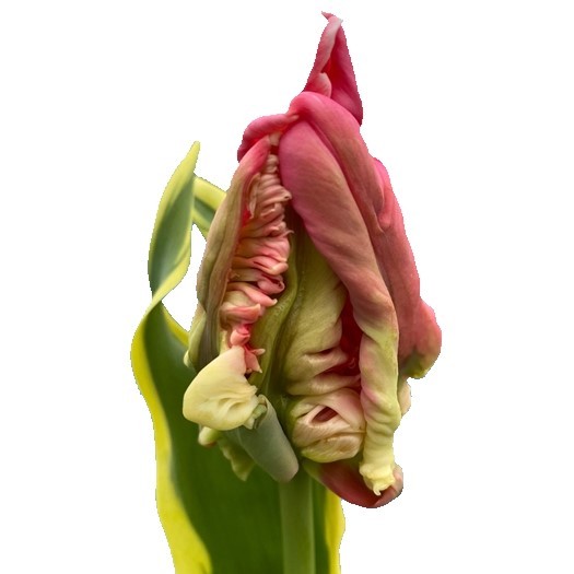 Tulip PA HERMANI PARROT 44 A1 Decorum NL comprar al por mayor en M-Flowers