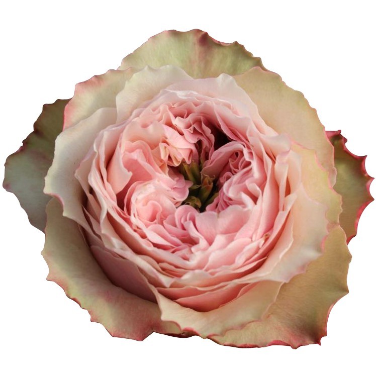 Garden Rose Belize BB 40 A1 SIAN ROSES KE buy wholesale on M-Flowers