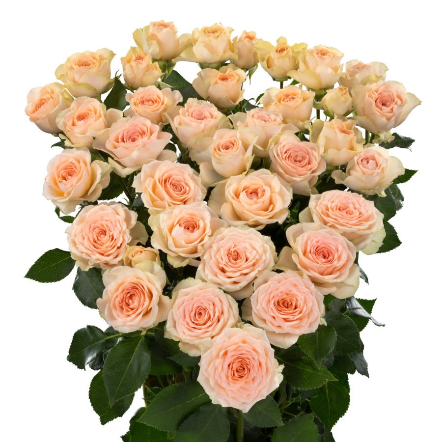 Spray roses Sancere peach 40 A1 Spray roses Sancere 40 A1 WINCHESTER FARM LTD (Mzurie) KE buy wholesale on M-Flowers