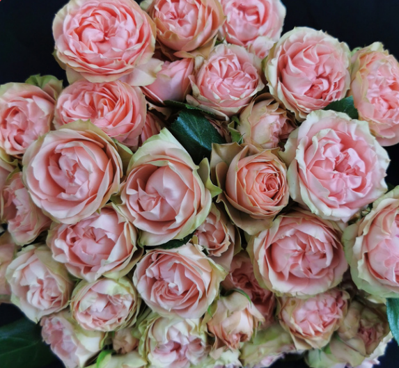 Garden Spray Rose Romantic Irishka pink 40 A1 Sian Roses Kenya buy wholesale on M-Flowers