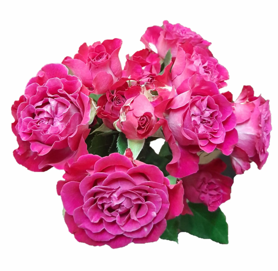 Garden Spray Rose Royal Magic 40 A1 SIAN ROSES KE buy wholesale on M-Flowers