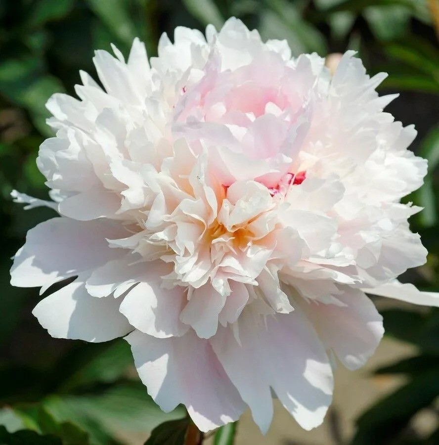 Peonies Alertie 55 A1 My Peony NL buy wholesale on M-Flowers