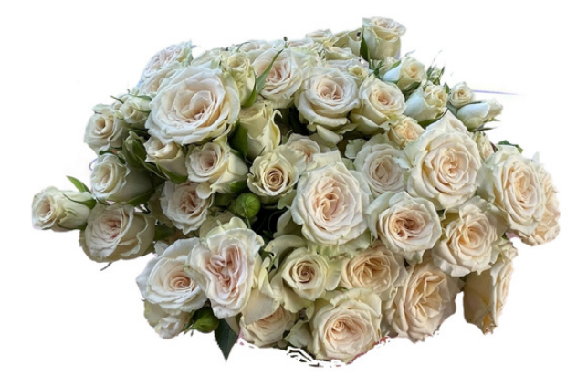 Spray roses Java 40 A1 FRESH EXCHANGE FZCO KE comprar al por mayor en M-Flowers