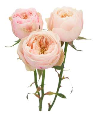 Garden Spray Rose Darlington 40 A1 RED LANDS ROSES LTD KE buy wholesale on M-Flowers