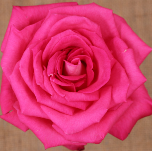 Garden Rose Lolita Lempika cerise-salmon 53 A1 Garden Rose Lolita Lempika 53 A1 TAMBUZI LTD KE comprar al por mayor en M-Flowers