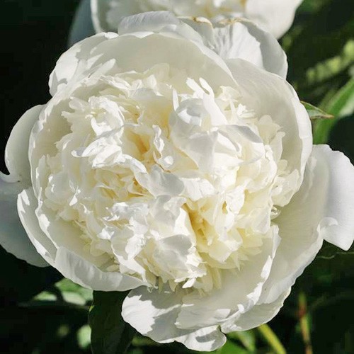 Peonies Bridal Gown white 60 A1 My Peony Netherlands buy wholesale on M-Flowers