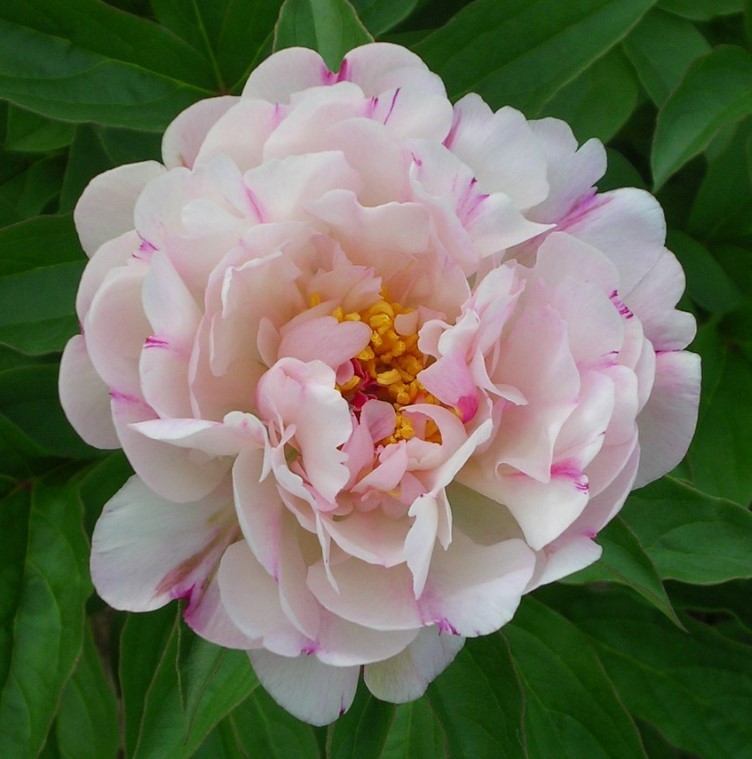 Peonies White Elegance 55 A1 My Peony NL купить оптом на M-Flowers