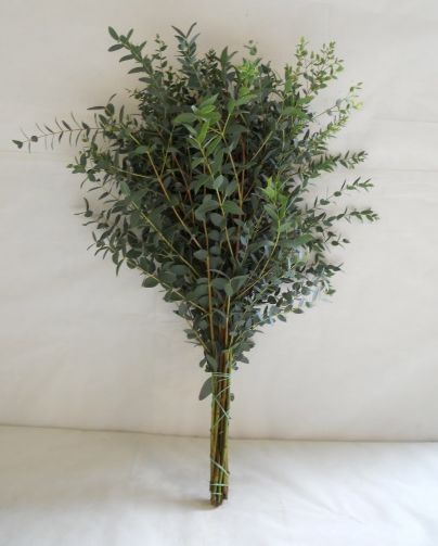 Groen Parvifolia green 70 A1 QUALIFERUS Russia buy wholesale on M-Flowers