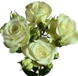 Spray roses FLOREANA white 50 A1 Spray roses FLOREANA 50 A1 LA JOSEFINA EC buy wholesale on M-Flowers
