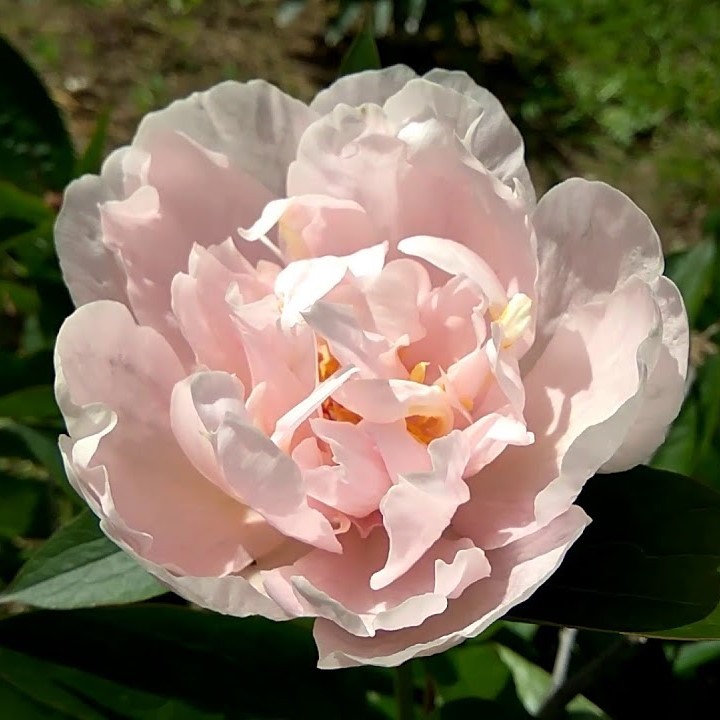 Peonies Pink Vanguard pink 50 A1 My Peony Netherlands buy wholesale on M-Flowers