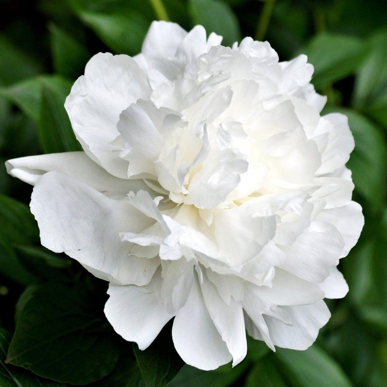 Peonies In Full Sail white 55 A1 My Peony Netherlands buy wholesale on M-Flowers