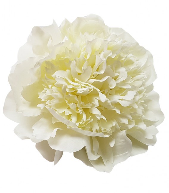 Carnation Cream 60 A1 NFC CO buy wholesale on M-Flowers