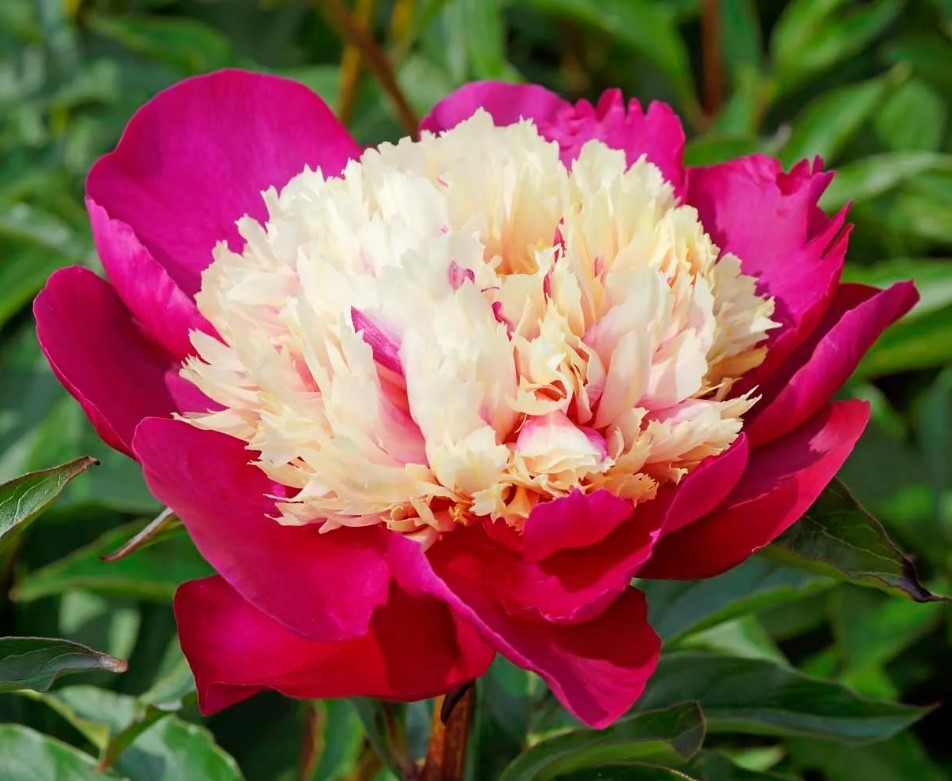 Peonies White Cap multicolor 60 A1 My Peony Netherlands buy wholesale on M-Flowers
