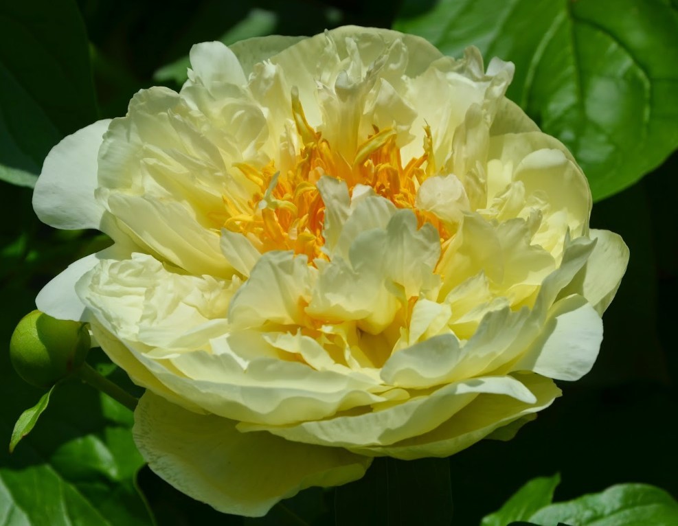 Peonies Lemon Chiffon cream 60 A1 My Peony Netherlands buy wholesale on M-Flowers