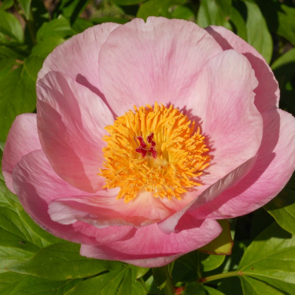 Peonies Roselette 55 A1 My Peony NL comprar al por mayor en M-Flowers