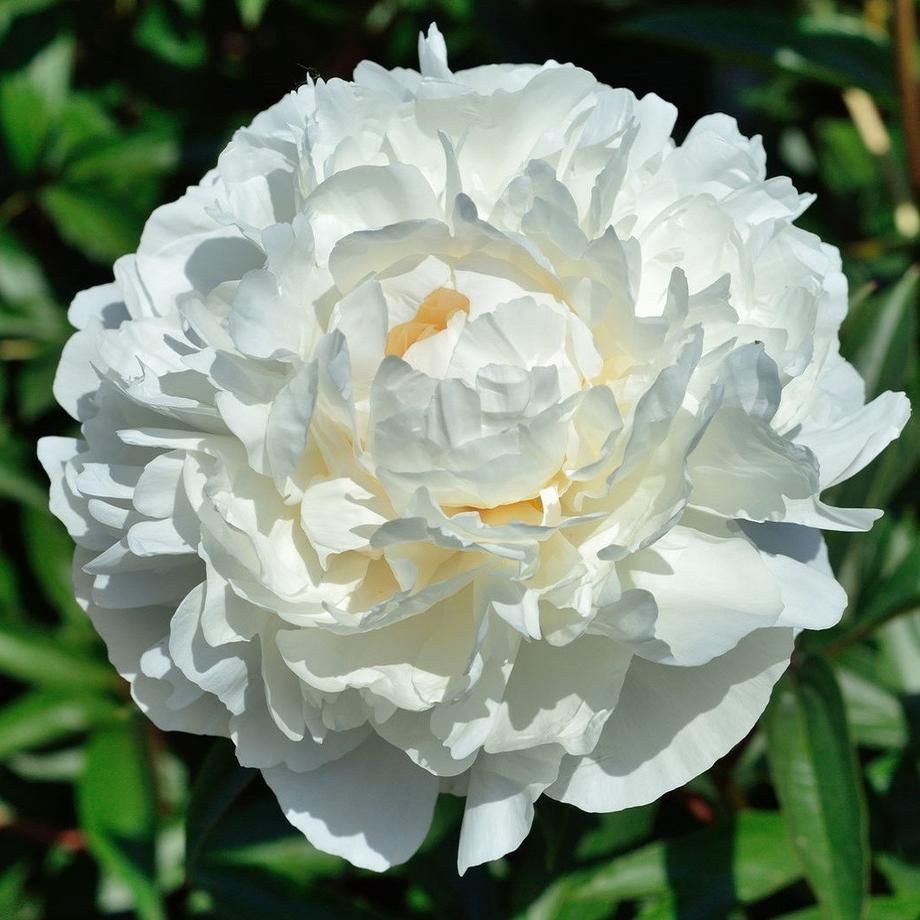 Peonies Snow Princess white 55 A1 My Peony Netherlands buy wholesale on M-Flowers