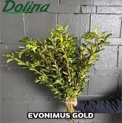 Evonimus Gold Smallbox 80 A1 Dolina Israel IL buy wholesale on M-Flowers