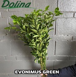 Evonimus Green Smallbox 80 A1 Dolina Israel IL buy wholesale on M-Flowers