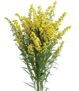 Solidago Sun Glory Smallbox 80 A1 Dolina Israel IL buy wholesale on M-Flowers