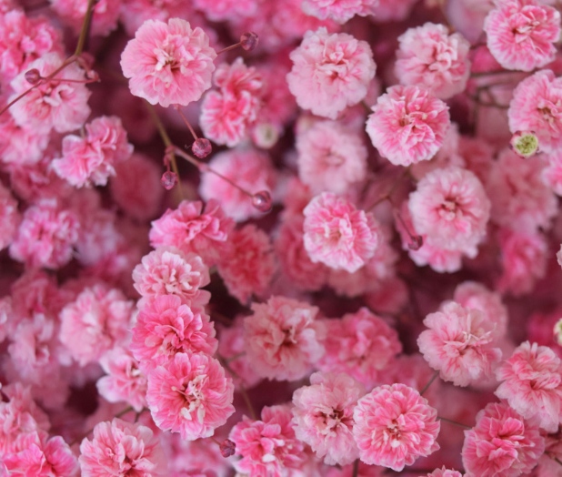 Gypsophila Gypso Painted Light Pink Smallbox 80 A1 Dolina Israel IL buy wholesale on M-Flowers