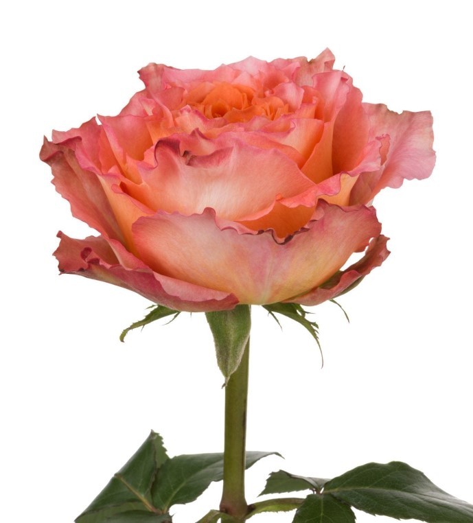 Rose Free Spirit orange 40 A1 AGRICOLA SANTINO FLOWERS CIA.LTDA Ecuador buy wholesale on M-Flowers