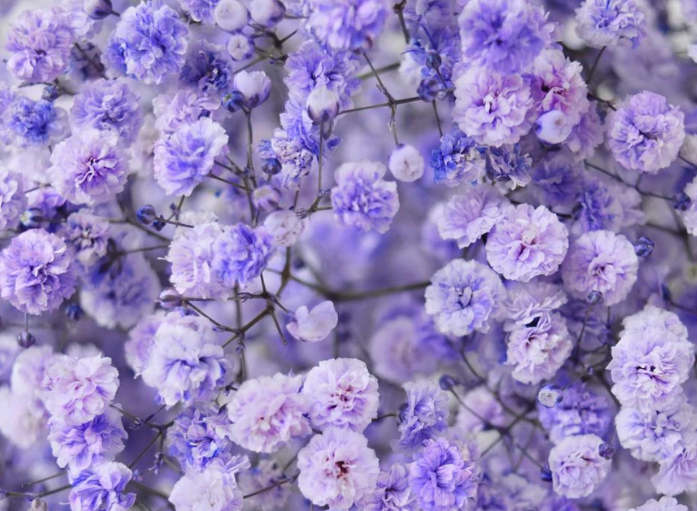 Gypsophila Gypso Painted Violet Smallbox 80 A1 Dolina Israel IL buy wholesale on M-Flowers