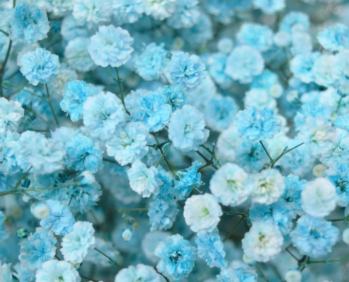 Gypsophila Gypso Painted Blue Smallbox 80 A1 Dolina Israel IL buy wholesale on M-Flowers
