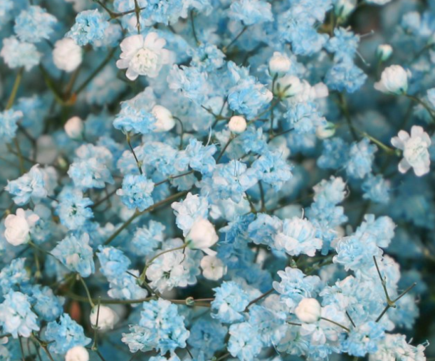 Gypsophila Gypso Painted Light Blue Smallbox 80 A1 Dolina Israel IL buy wholesale on M-Flowers