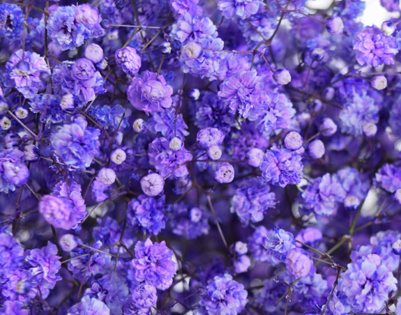 Gypsophila Gypso Painted Navy Blue Smallbox 80 A1 Dolina Israel IL buy wholesale on M-Flowers