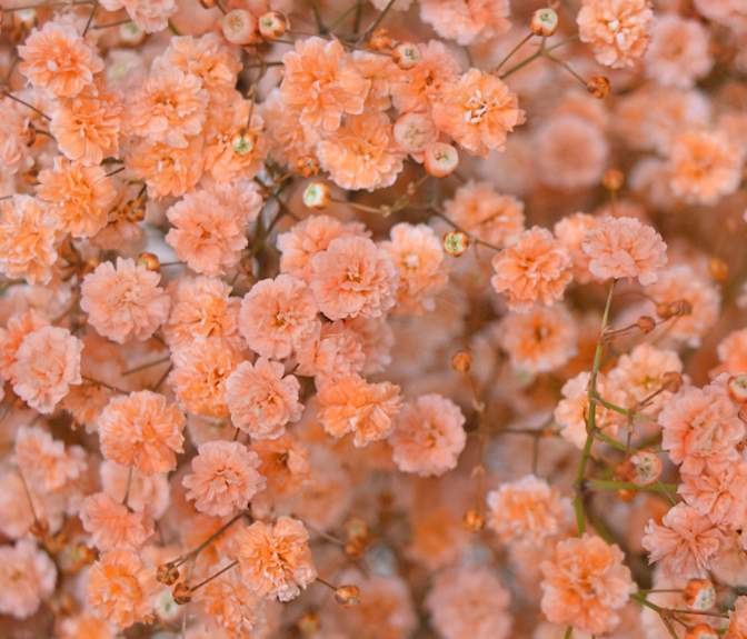 Gypsophila Gypso Painted Apricot Smallbox 80 A1 Dolina Israel IL buy wholesale on M-Flowers