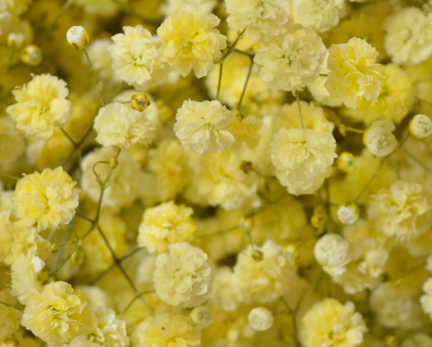 Gypsophila Gypso Painted Yellow Smallbox 80 A1 Dolina Israel IL buy wholesale on M-Flowers