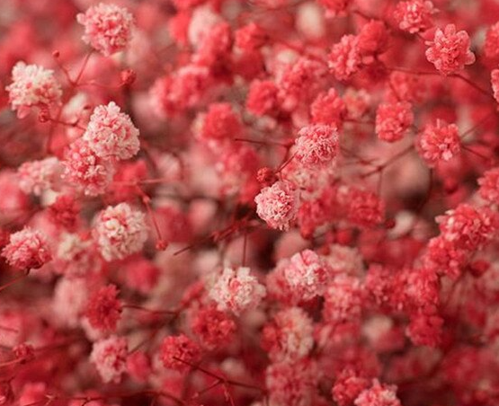 Gypsophila Gypso Painted Red Coral Smallbox 80 A1 Dolina Israel IL buy wholesale on M-Flowers