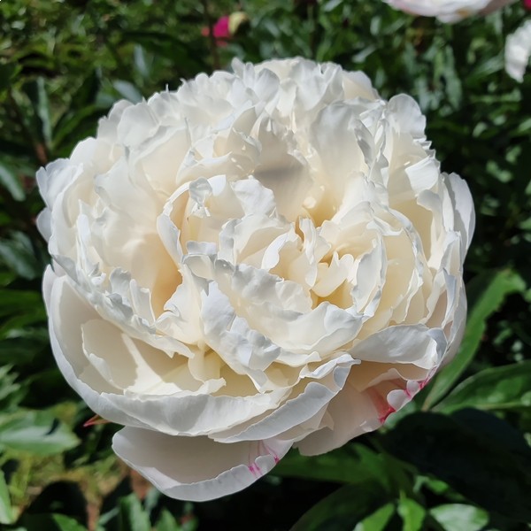 Peonies Carl G Klehm 55 A1 Groot & groot NL buy wholesale on M-Flowers