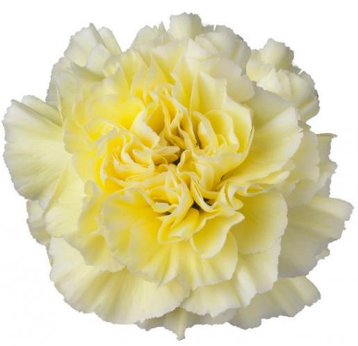 Carnation Polimnia 70 A1 Fresh Exports EC buy wholesale on M-Flowers