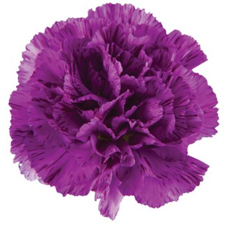 Carnation Moonstrike 70 A1 Florigene CO купить оптом на M-Flowers