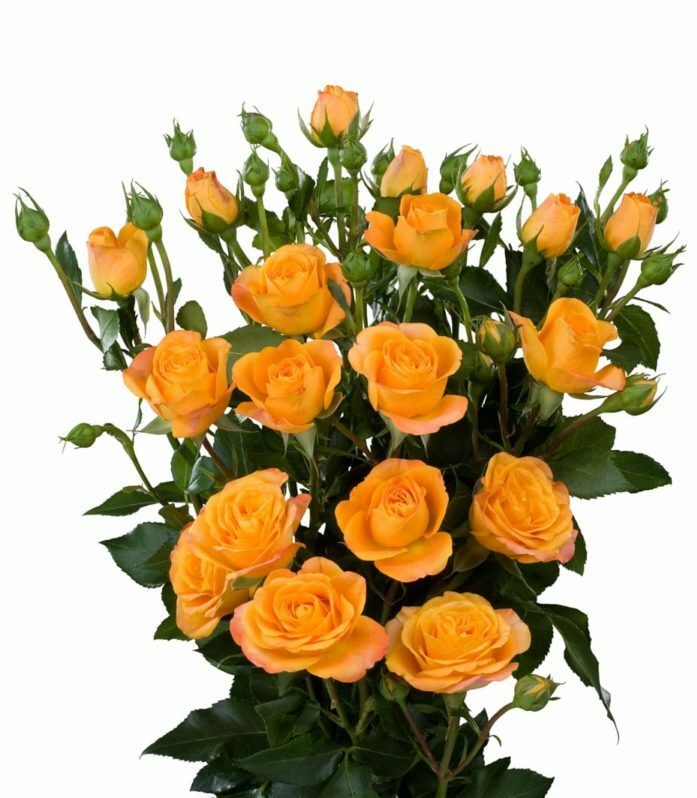 Spray roses Abeba 50 A1 GOLDEN TULIP FARMS LIMITED KE купить оптом на M-Flowers