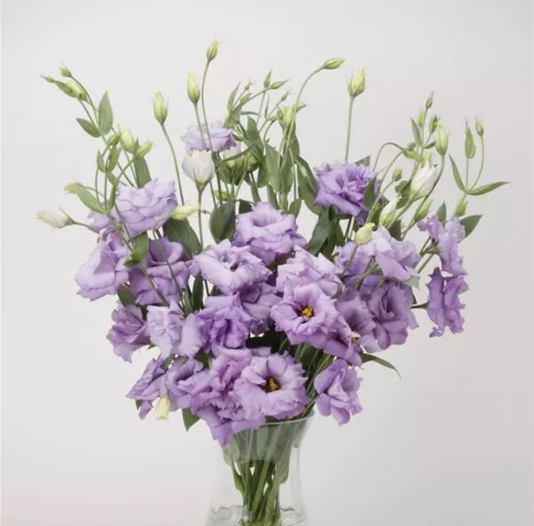 Lisianthus Lavender 80 A1 Dolina Israel IL buy wholesale on M-Flowers