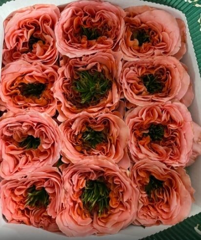 Rose Mandarin expression 60 A1 Sani Roses EC купить оптом на M-Flowers