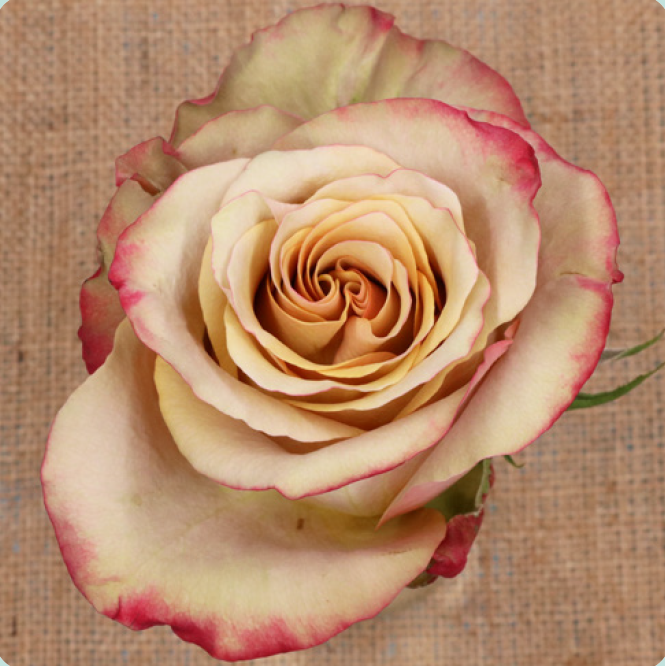 Garden Rose Honey Colorama multicolor 53 A1 Garden Rose Honey Colorama 53 A1 TAMBUZI LTD KE купить оптом на M-Flowers