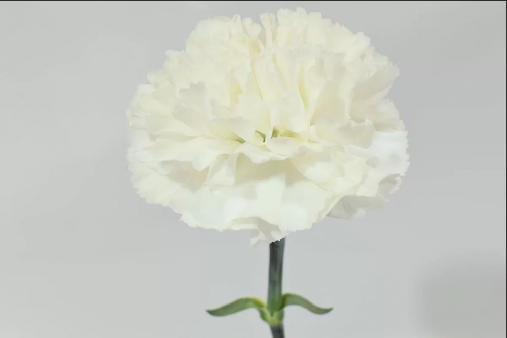 Carnation Polar Route multicolor 70 A1 Carnation Polar Route 70 A1 TIFLOWER EC buy wholesale on M-Flowers