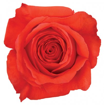Rose Rockstar 50 A1 Cantiza EC buy wholesale on M-Flowers