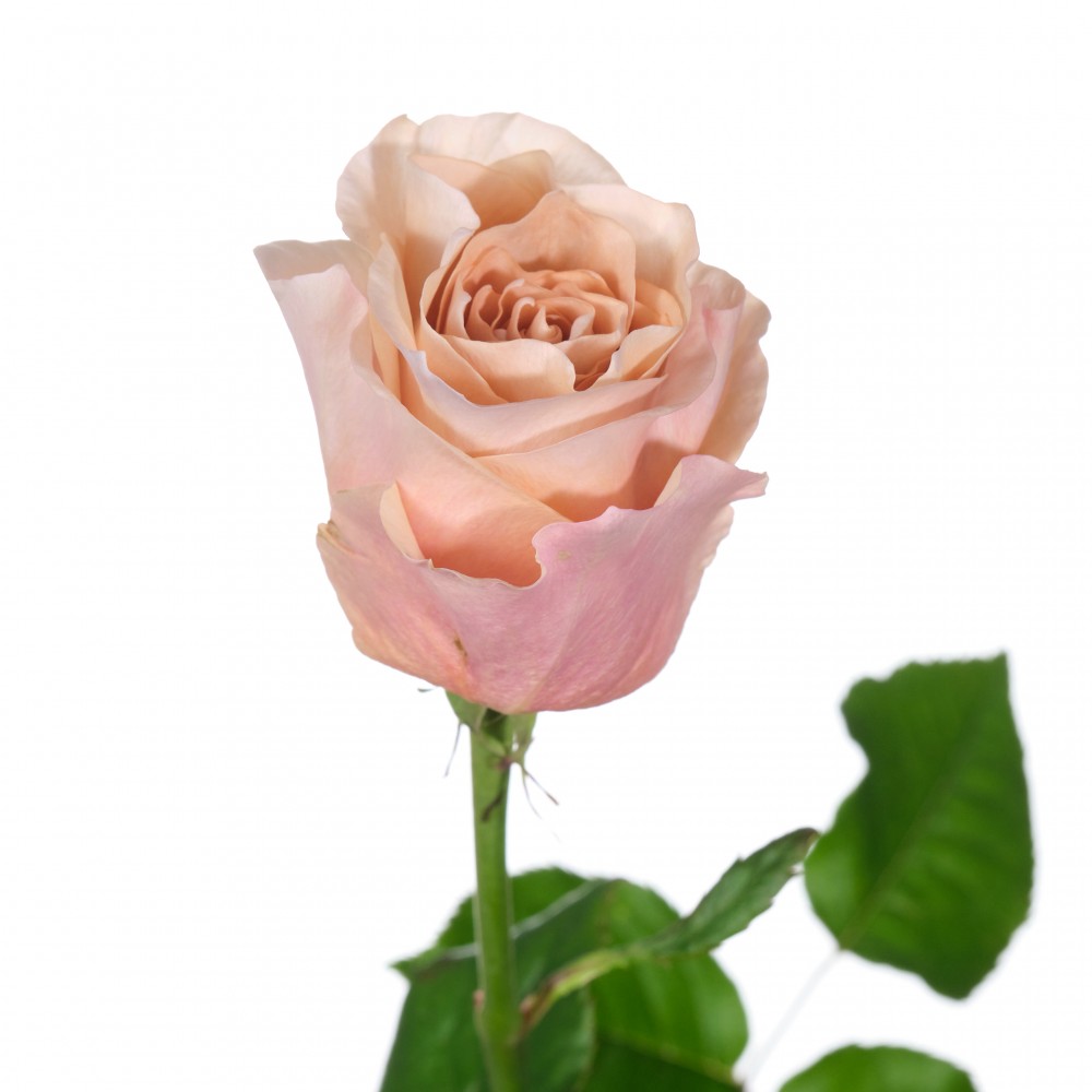 Rose Brut light-pink 70 A1 Rose Brut 70 A1 Coexflor EC купить оптом на M-Flowers