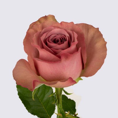 Rose Montmartre pink 40 A1 Rose Montmartre 40 A1 Rosas del Corazon EC comprar al por mayor en M-Flowers
