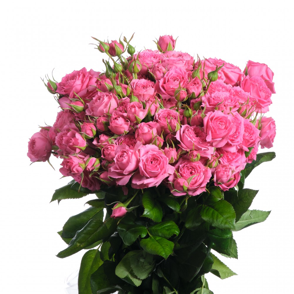 Spray roses Pink Dimension 40 A1 SHALIMAR FLOWERS (KENYA) LTD KE купить оптом на M-Flowers
