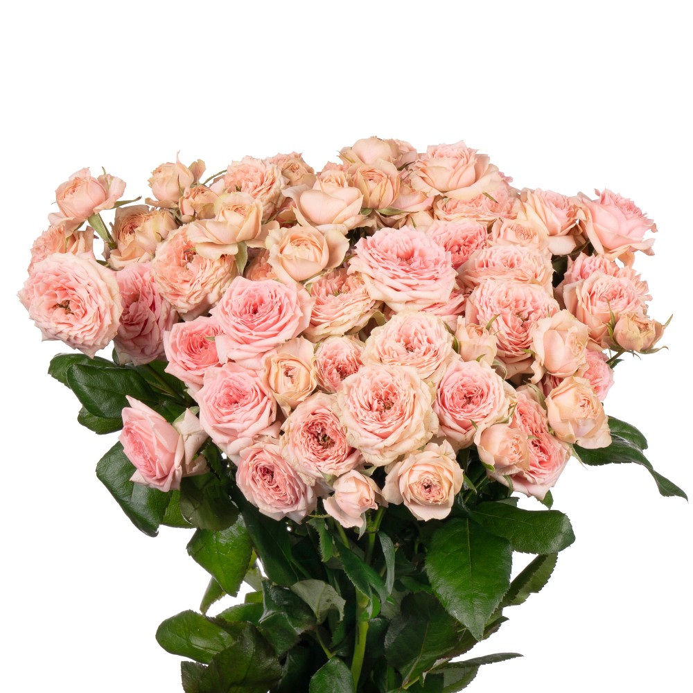 Spray roses Sweet Dimension 40 A1 SHALIMAR FLOWERS (KENYA) LTD KE купить оптом на M-Flowers
