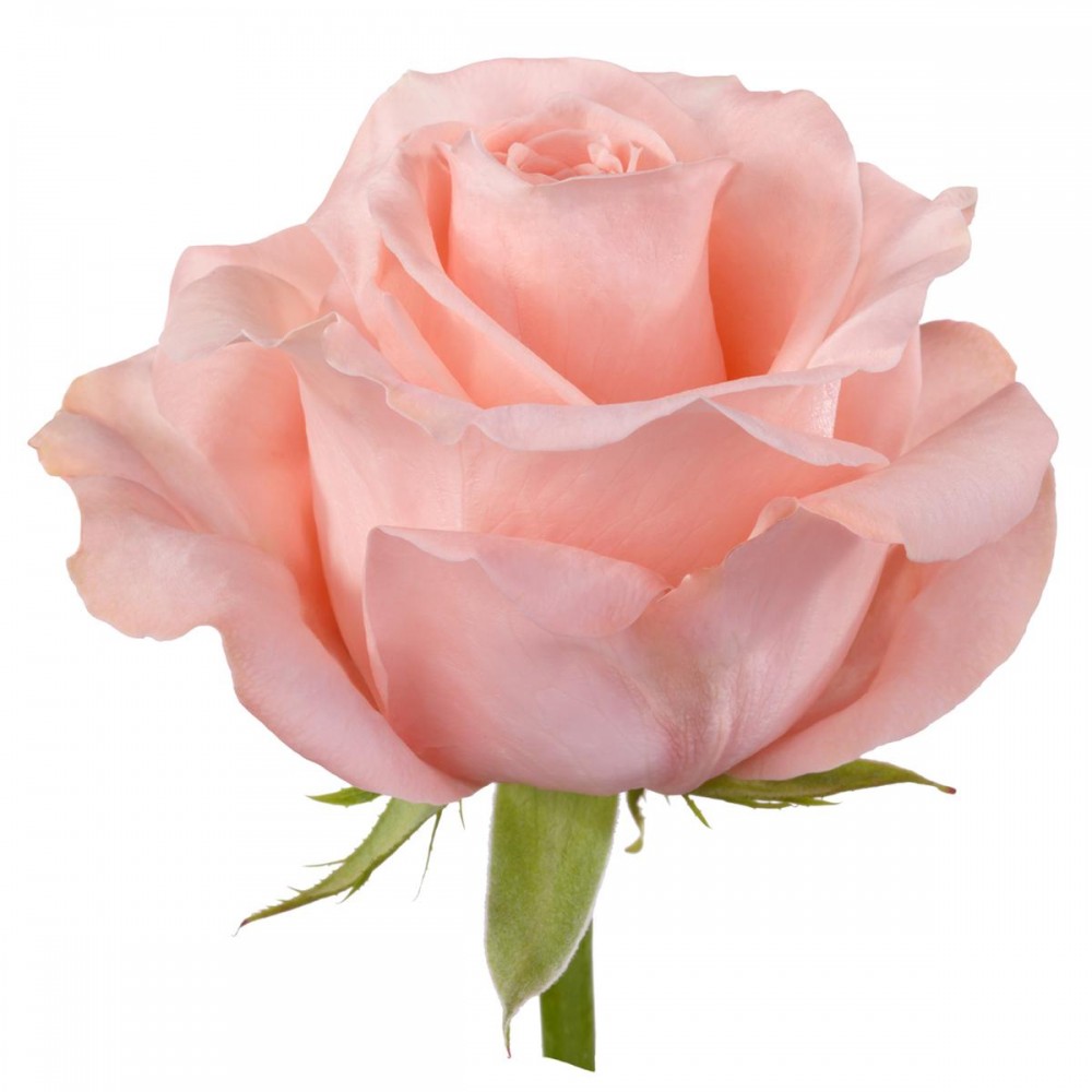 Rose Saida 60 A1 Mir Tsvetov RU buy wholesale on M-Flowers