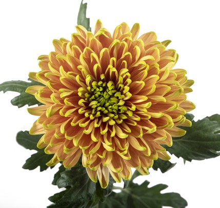 CREMON Rossano Elizabeth multicolor 70 A1 Florisol Ecuador buy wholesale on M-Flowers