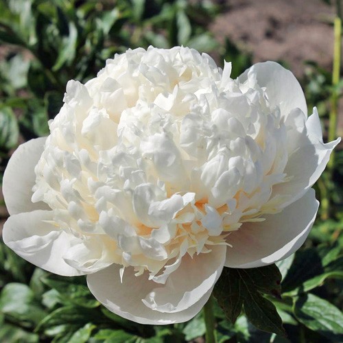 Peonies Colonel O. Cousins peach 55 A1 Peonies Colonel O. Cousins 55 A1 My Peony NL buy wholesale on M-Flowers